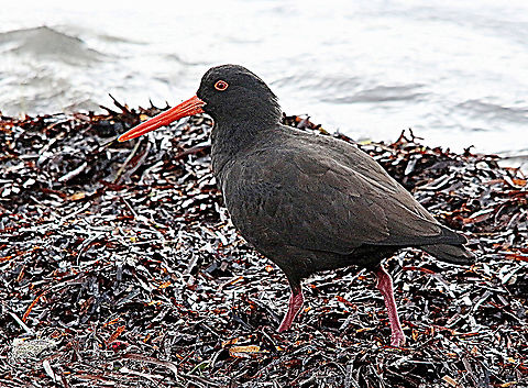 Sooty oyestercatcher - Haematopus fuliginosus  Australia,Eamw birds,Fall,Geotagged,Haematopus fuliginosus,Sooty oystercatcher