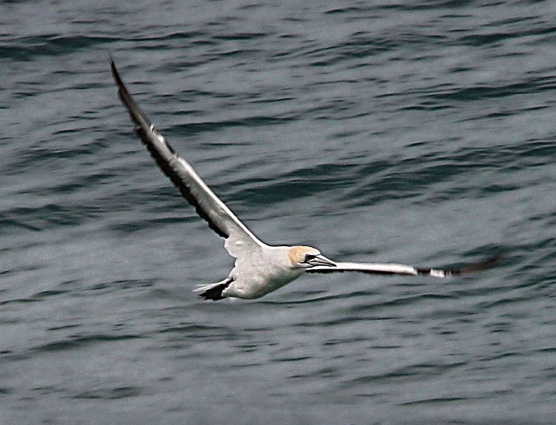 Australian gannet - Morus serrator  Australasian gannet,Australia,Eamw birds,Fall,Geotagged,Morus serrator