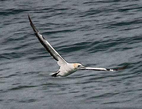 Australian gannet - Morus serrator  Australasian gannet,Australia,Eamw birds,Fall,Geotagged,Morus serrator