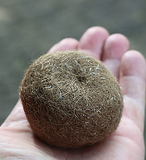 Sea weed balls derived from Poseidonia oceanica These Fuzzy Algal Balls Are Way Cooler Than Aliens
These fuzzy balls have been creating headlines by washing up on Australian beaches. But they're not aliens, they're seaweed - and that's way cooler.
The distribution for the seaweed balls are listed on google  for the Mediterranean Sea and Australian South coast areas.
Posidonia oceanica is a seagrass species that is endemic to the Mediterranean Sea. It forms large underwater meadows that are an important part of the ecosystem. The fruit is free floating and known in Italy as "the olive of the sea". Wikipedia
 Australia,Fall,Geotagged,Poseidonia  oceanica,Posidonia oceanica,Spring