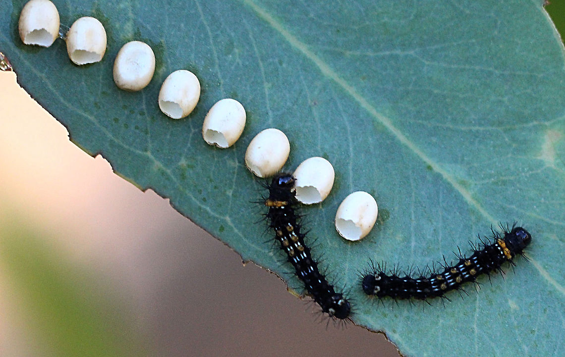Emperor gum moth - Opodiphthera eucalypti Just hatched  Australia,Eamw caterpillars,Eamw moth,Emperor gum moth,Geotagged,Opodiphthera,Opodiphthera eucalypti,Summer