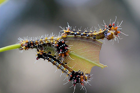 Emperor gum moth - Opodiphthera eucalypti Third instar feeding on River red gum Australia,Eamw caterpillars,Eamw moth,Emperor gum moth,Geotagged,Opodiphthera eucalypti,Opodiphthera ew,Summer