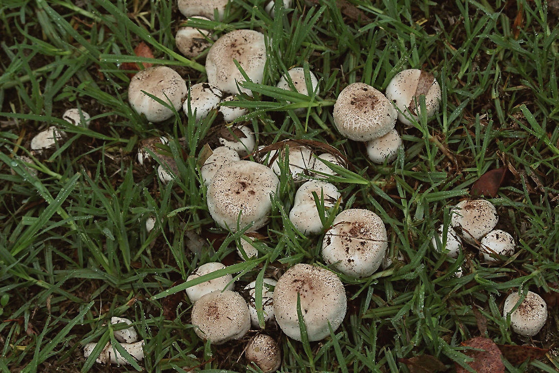 Yellow- staining mushrooms - Agaricus xanthodermus  Agaricus xanthodermus,Eamw fungi,Yellow-staining mushroom