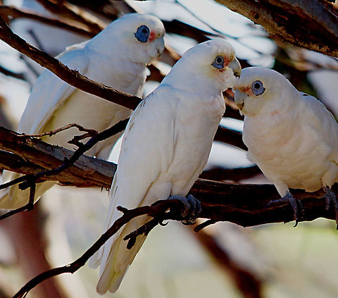Little Corella - Cacatua sanguinea  Australia,Cacatua sanguinea,Eamw birds,Geotagged,Little Corella