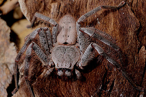 Huntsman spider- Isopedella victorialis This spider is a female and has a span of approximately 12 Cm Australia,Eamw spiders,Eamw spiders huntsman,Geotagged,Isopedella victorialis,Summer