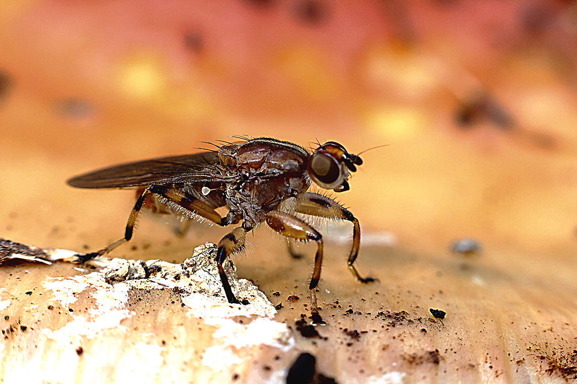 Unidentified species of fungi fly  Australia,Fall,Geotagged,eamw flies