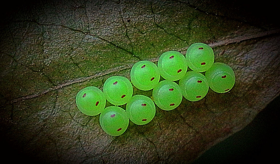 Eggs of a shield bug species not identified  Australia,Eamw shield bugs,Geotagged