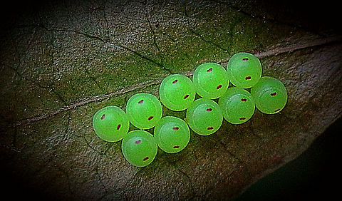 Eggs of a shield bug species not identified  Australia,Eamw shield bugs,Geotagged
