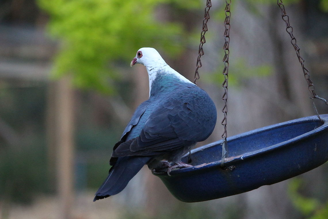 White - headed pigeon - Columba leucomela Will come readily to feed on handouts and compete with the parrots in peoples gardens. Australia,Columba leucomela,Eamw,Geotagged,Spring,White-headed pigeon