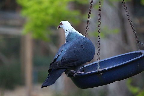 White - headed pigeon - Columba leucomela Will come readily to feed on handouts and compete with the parrots in peoples gardens. Australia,Columba leucomela,Eamw,Geotagged,Spring,White-headed pigeon