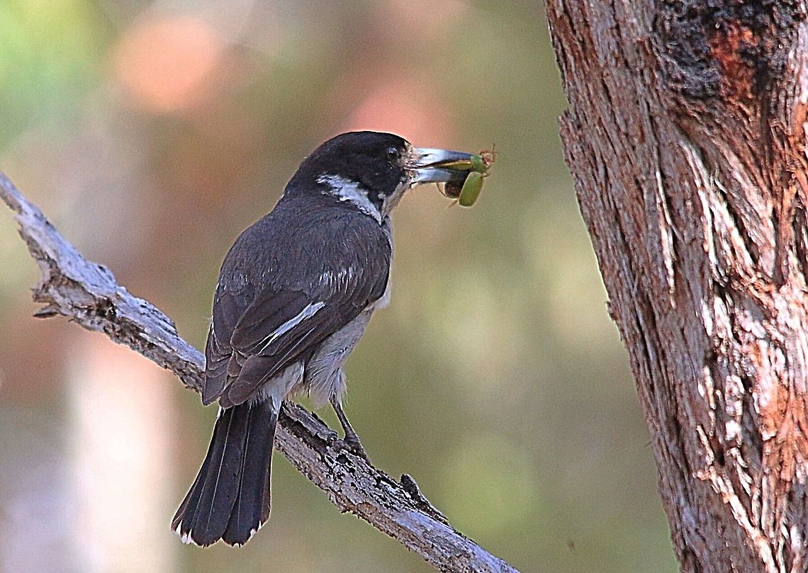 Grey Butcherbird - Cracticus torquatus Got itselfs a juicy green beetle for lunch Australia,Cracticus torquatus,Eamw birds,Geotagged,Grey Butcherbird