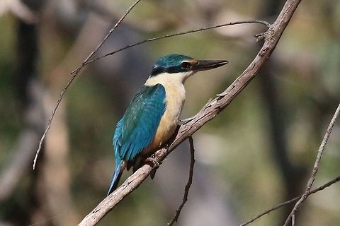 Sacred Kingfisher - Todiramphus Sanctus  Australia,Eamw birds,Geotagged,Sacred Kingfisher,Spring,Todiramphus sanctus