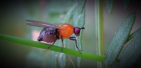Unidentified fruit fly species ?  Australia,Geotagged,eamw flies