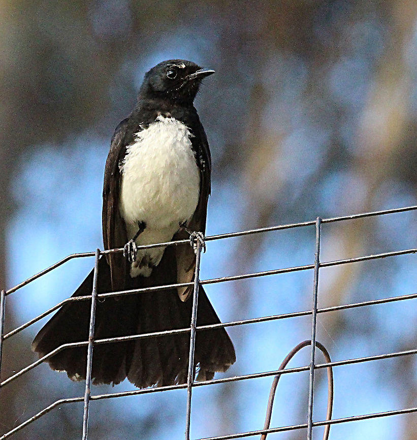 Willie Wagtail - Rhipidura leucophrys Alwise inquisitive. Australia,Eamw,Geotagged,Rhipidura leucophrys,Summer,Willie Wagtail