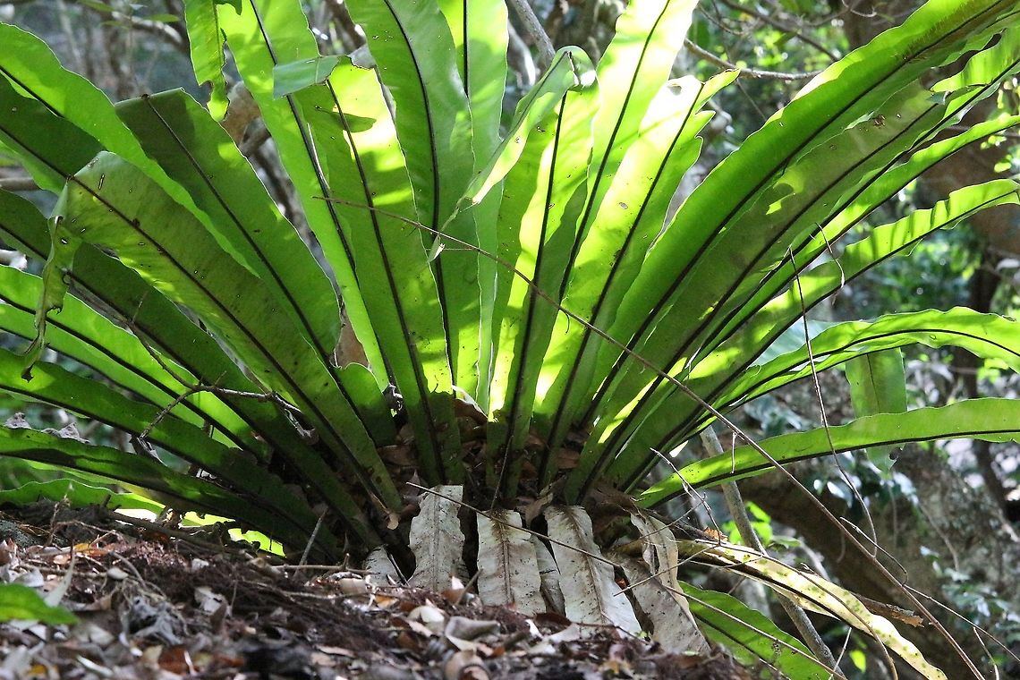 Bird’s nest fern - Asplenium australasicum  Asplenium australasicum,Australia,Bird's Nest Fern,Eamw flora,Geotagged,Spring