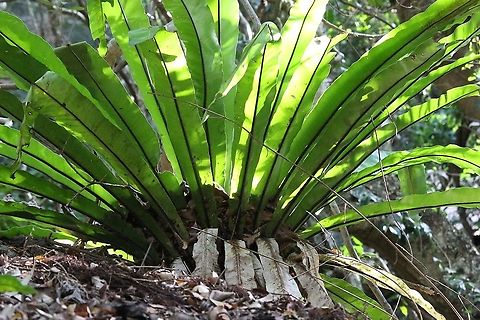 Bird’s nest fern - Asplenium australasicum  Asplenium australasicum,Australia,Bird's Nest Fern,Eamw flora,Geotagged,Spring