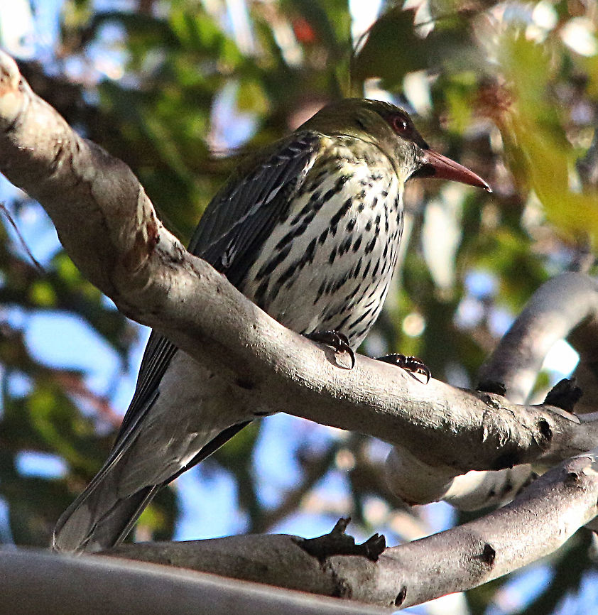 Olive-backed oriole - Oriolus sagittatus  Australia,Eamw birds,Geotagged,Olive-backed oriole,Oriolus sagittatus,Spring