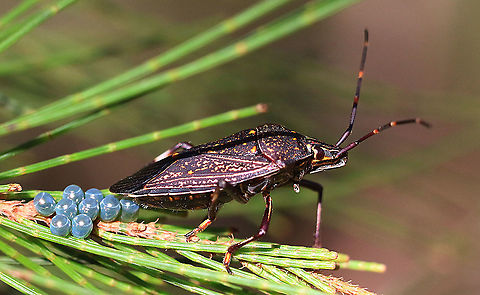Common Gum Tree Shield Bug  - Poecilometis patruelis Observed laying eggs on Casuarina trees Australia,Eamw shield bugs,Geotagged,Poecilometis patruelis,Spring