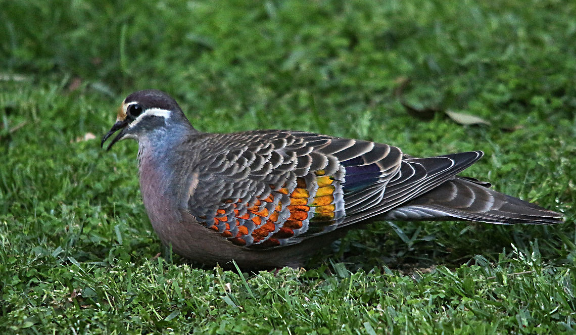 Common Bronzewing pigeon - Phaps chalcoptera  Australia,Common bronzewing,Eamw,Geotagged,Phaps chalcoptera,Spring