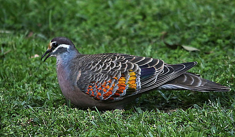 Common Bronzewing pigeon - Phaps chalcoptera  Australia,Common bronzewing,Eamw,Geotagged,Phaps chalcoptera,Spring