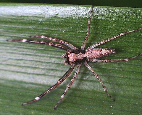 Aussie Bronze Jumper - Helpis minitabunda  Aussie Bronze Jumper,Australia,Eamw spiders,Geotagged,Helpis minitabunda,Spring