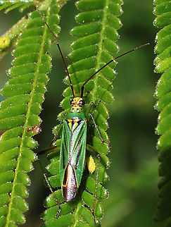 Rice bug possibly genus Leptocorisa  Australia,Eamw Rice bugs,Geotagged,Spring
