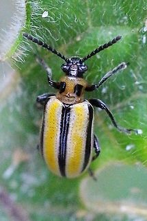 Three-lined potato beetle - Lena daturaphila Introduced to Australia ,mostlikely by accident. It really is a pest Eamw beetles
