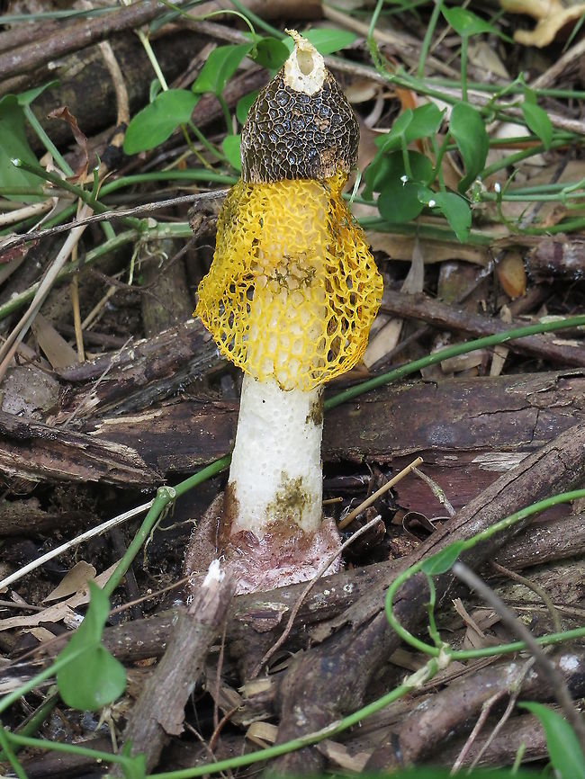 Bamboo fungus - Phallus luteus  Bamboo fungus,Eamw fungi,Geotagged,Phallus indusiatus,Phallus luteus,Vietnam