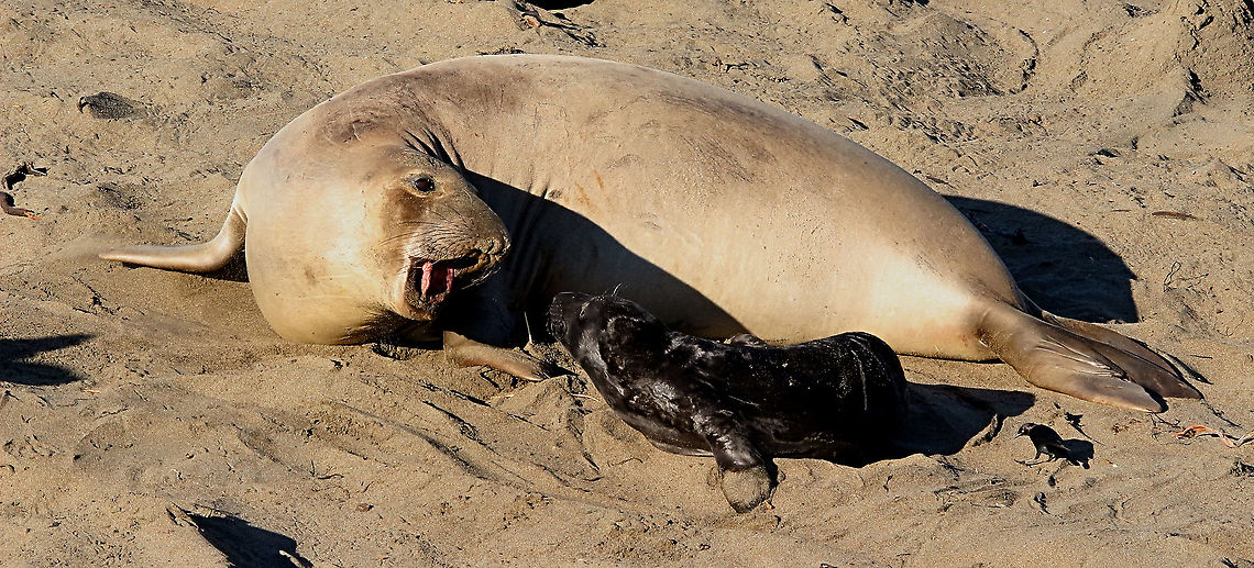Northern elephant seal - Mirounga angustirostris Mum communicating with her newborn pup. Eamw marine mammals,Geotagged,Mirounga angustirostris,Northern elephant seal,United States