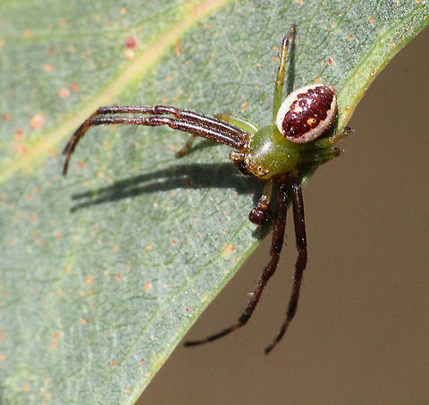 Green crab spider - Australomisidia pilula  Australia,Australomisidia pilula,Diaea dorsata,Eamw spiders,Geotagged,Spring