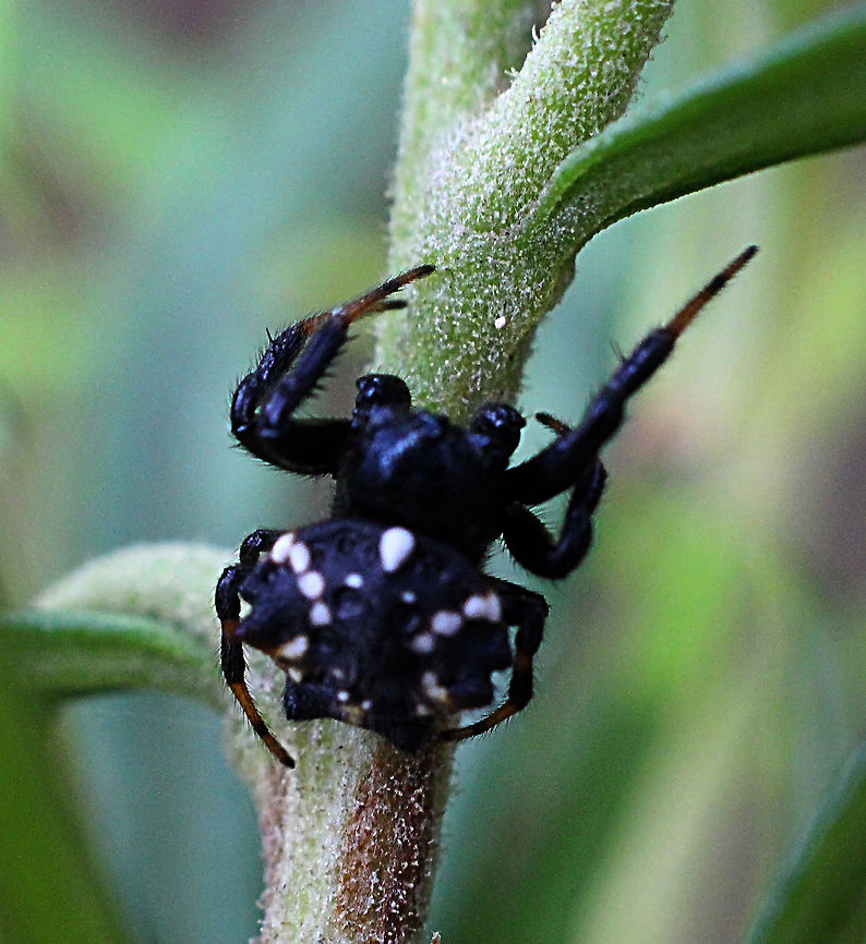 Austracantha minax Sorry not the best image. A male . Austracantha minax,Australia,Eamw spiders,Geotagged,Jewel spider,Summer