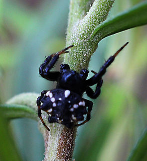 Austracantha minax Sorry not the best image. A male . Austracantha minax,Australia,Eamw spiders,Geotagged,Jewel spider,Summer
