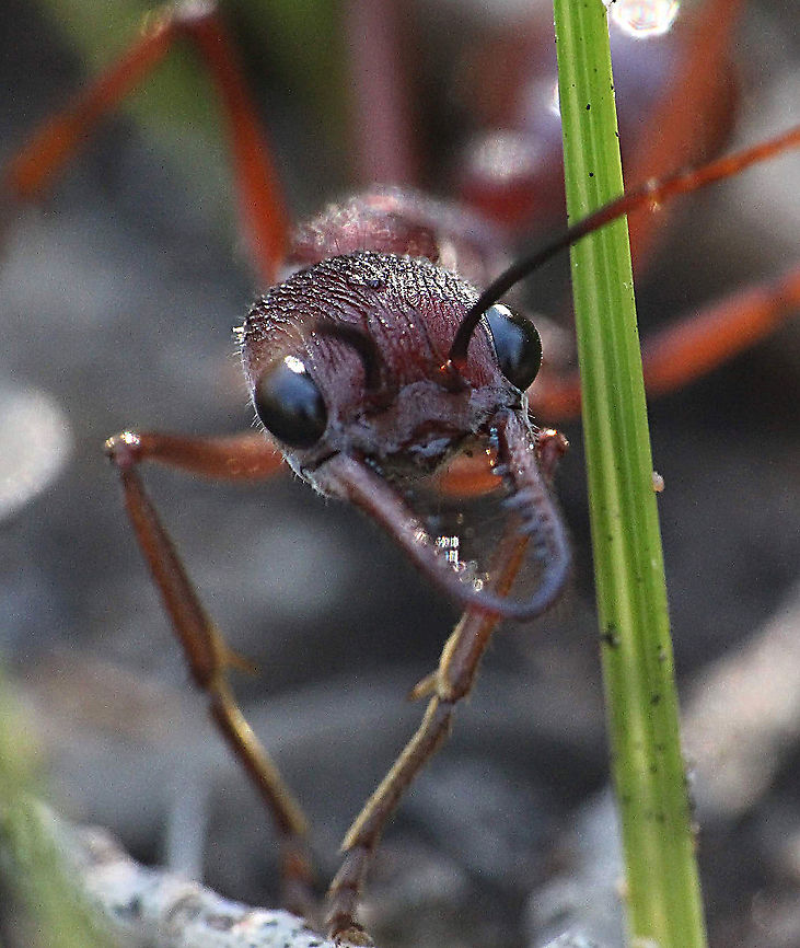 Bullant Genus Myremecia Close up Australia,Geotagged,Myrmecia gulosa,Red bull ant,Spring,eamw ants