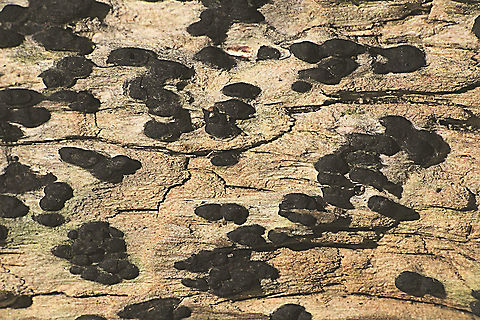 Unidentified crust fungus on dead wood.  Australia,Eamw fungi,Geotagged,Winter