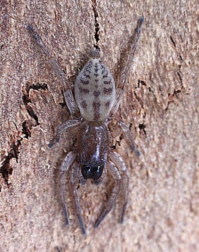 Stout sac spider - Clubiona robusta Found under bark of eucalyptus tree. Australia,Clubiona robusta,Eamw spiders,Geotagged,Summer,eamw