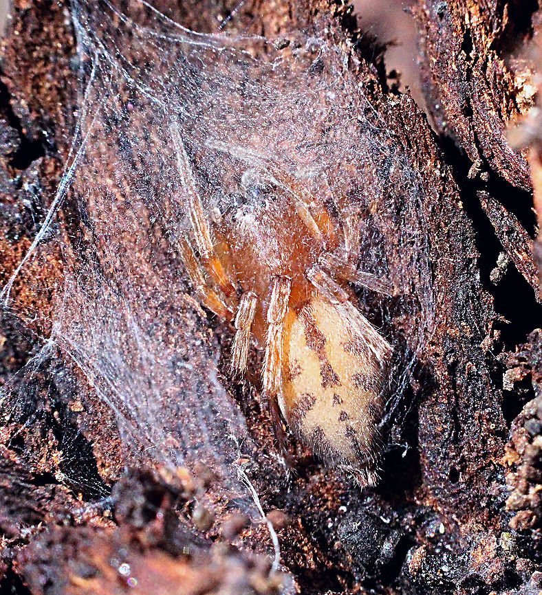 Stout sac spider - Clubonia  Sp. Female in her prepared egg chamber . Found under Barack of eucalyptus tree . Australia,Eamw spiders,Geotagged,Spring