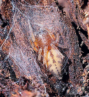Stout sac spider - Clubonia  Sp. Female in her prepared egg chamber . Found under Barack of eucalyptus tree . Australia,Eamw spiders,Geotagged,Spring