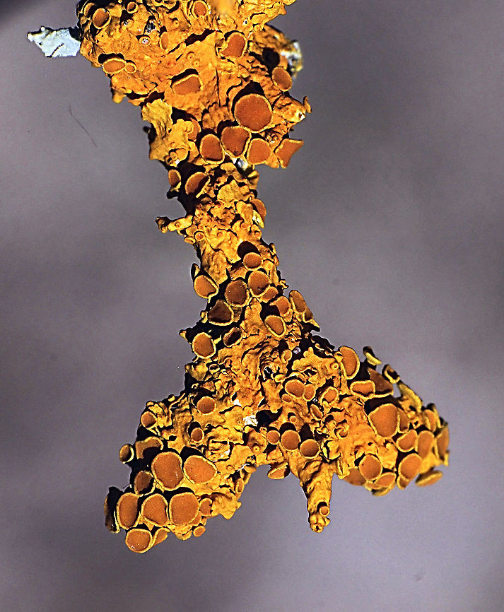 Common orange lichen - Xanthoria parietina  Australia,Common orange lichen,Eamw lichen,Geotagged,Spring,Xanthoria parietina