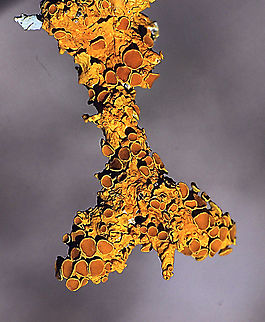 Common orange lichen - Xanthoria parietina  Australia,Common orange lichen,Eamw lichen,Geotagged,Spring,Xanthoria parietina