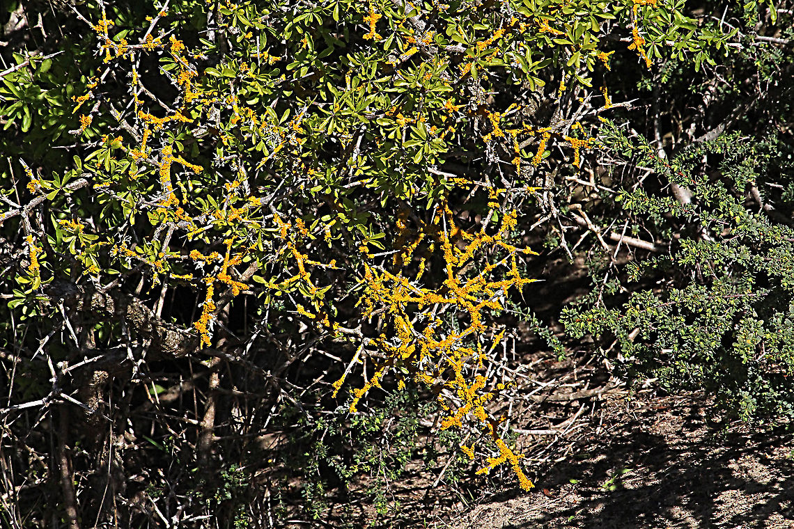 Common orange lichen - Xanthoria parietina Growing all over a box thorn bush. Australia,Common orange lichen,Eamw lichen,Geotagged,Spring,Xanthoria parietina