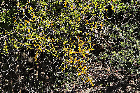 Common orange lichen - Xanthoria parietina Growing all over a box thorn bush. Australia,Common orange lichen,Eamw lichen,Geotagged,Spring,Xanthoria parietina