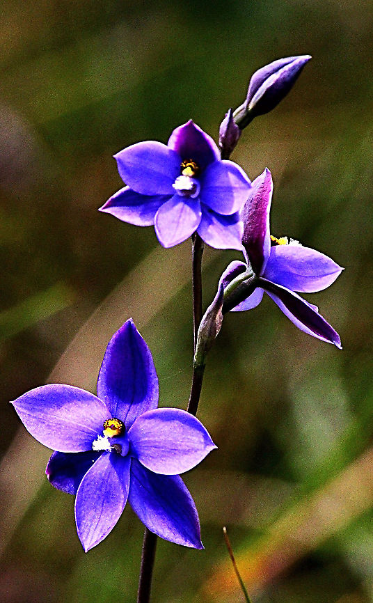 Kaths sun orchid - Thelymitra alcockiae  Australia,Eamw,Geotagged,Kaths sun orchid,Thelymitra alcockiae