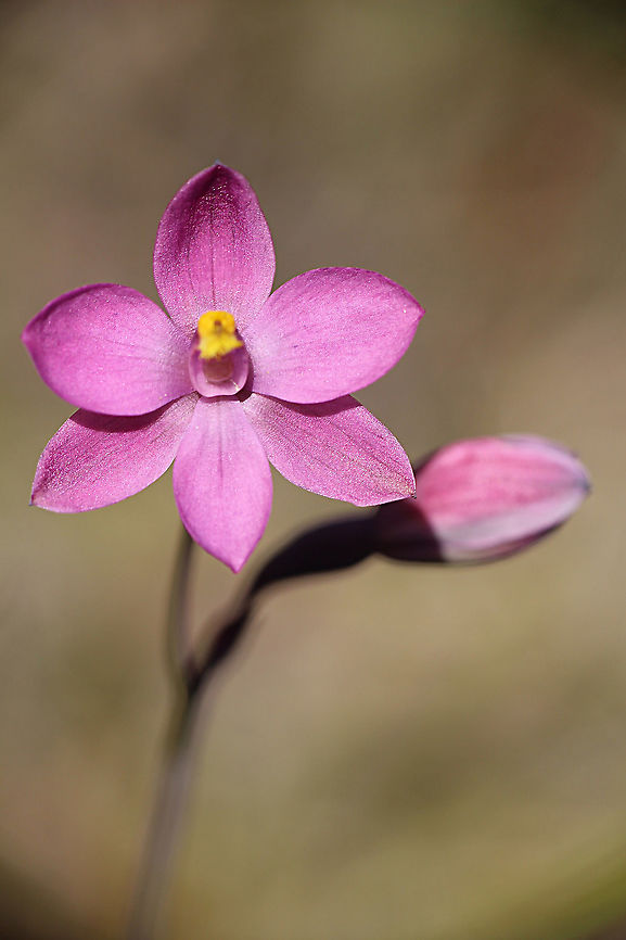 Tiny sun orchid - Thelymitra carnea  Australia,Eamw,Geotagged,Spring,Thelymitra carnea,Tiny sun orchid