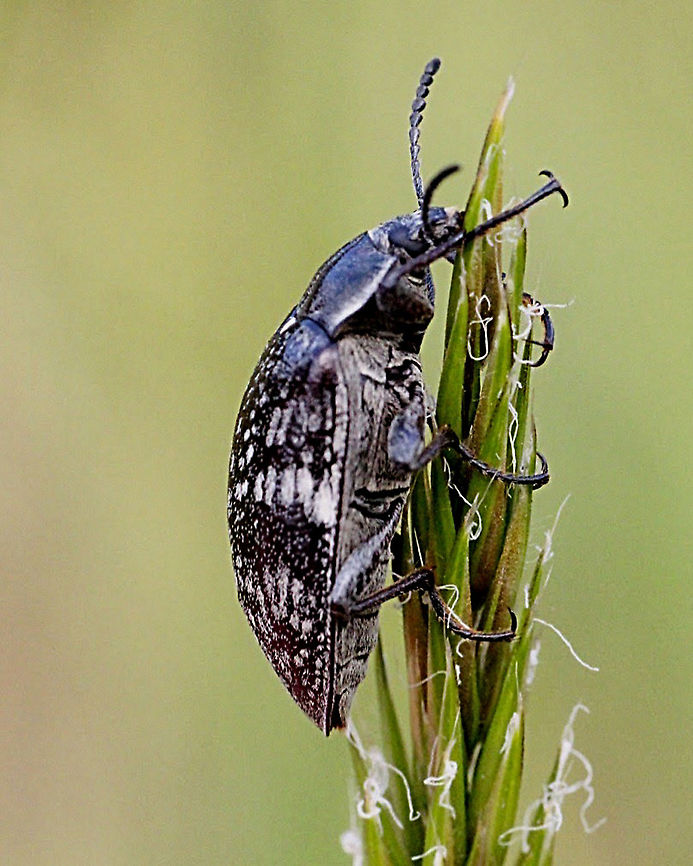 Unidentified beetle  Australia,Eamw beetles,Geotagged