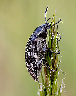 Unidentified beetle  Australia,Eamw beetles,Geotagged
