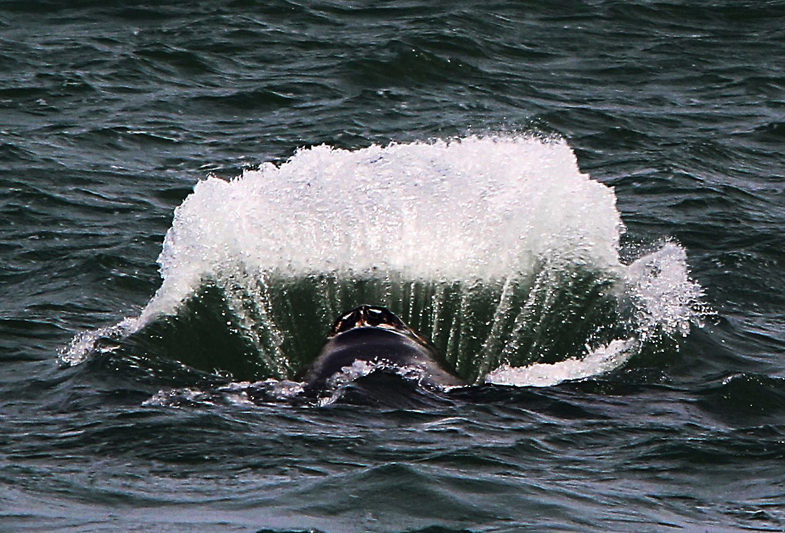 Southern right whale - Eubalaena australis Creating a bow wave Australia,Eamw marine mammals,Eubalaena australia,Geotagged,Southern right whale,Winter