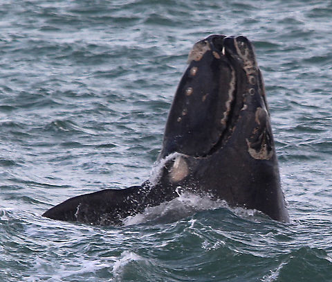 Southern right whale - Eubalaena australis Southern right whale during a bit of spyhopping ,just having a look around to see what is going on around them . This whale was just on 100 m off the beach. Australia,Eamw marine mammals,Eubalaena australia,Geotagged,Southern right whale,Winter