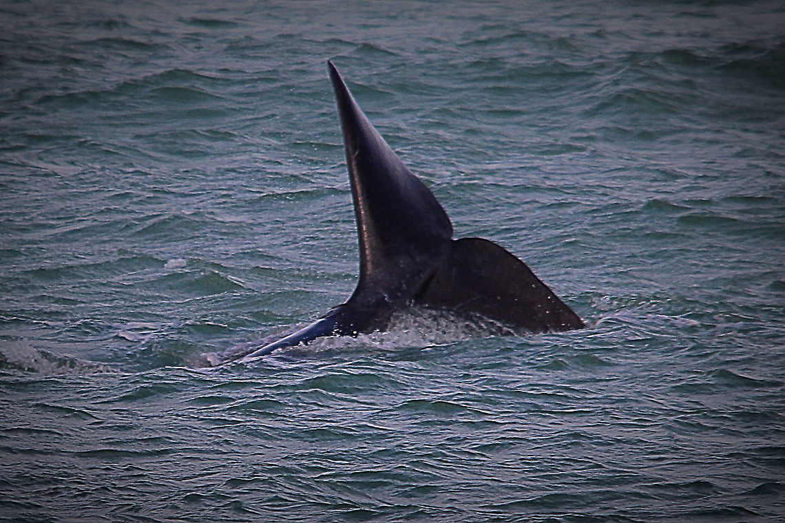 Southern right whale - Eubalaena australis Whale going down for a dive Australia,Eamw marine mammals,Eubalaena australia,Geotagged,Southern right whale
