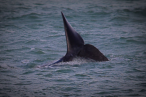 Southern right whale - Eubalaena australis Whale going down for a dive Australia,Eamw marine mammals,Eubalaena australia,Geotagged,Southern right whale