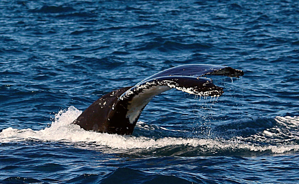 Humpback whale - Megaptera novaeangliae Going for a dive Australia,Eamw marine mammals,Geotagged,Humpback whale,Megaptera novaeangliae